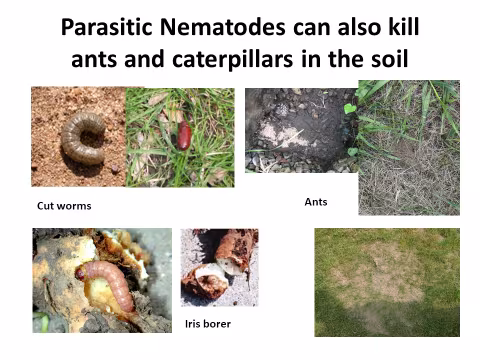 Some common pests